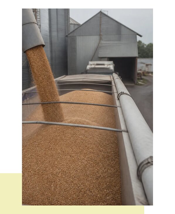 Перевозка тритикале в Вязьму с полной сохранностью груза